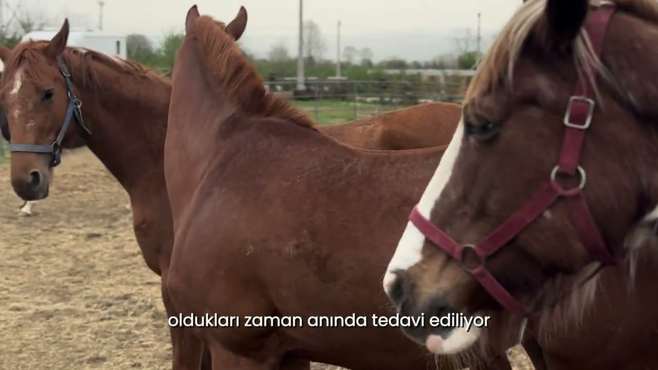 DÖRTNALA BİR HAYAT