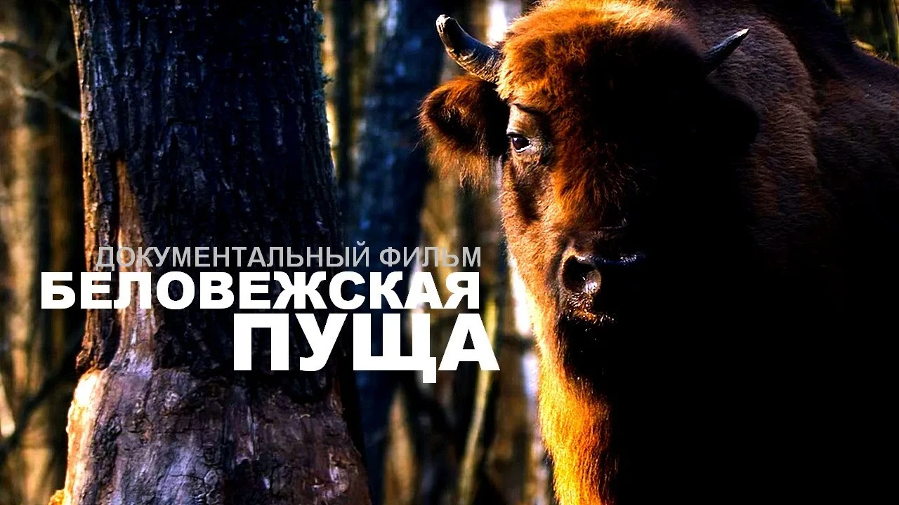 БЕЛОВЕЖСКАЯ ПУЩА