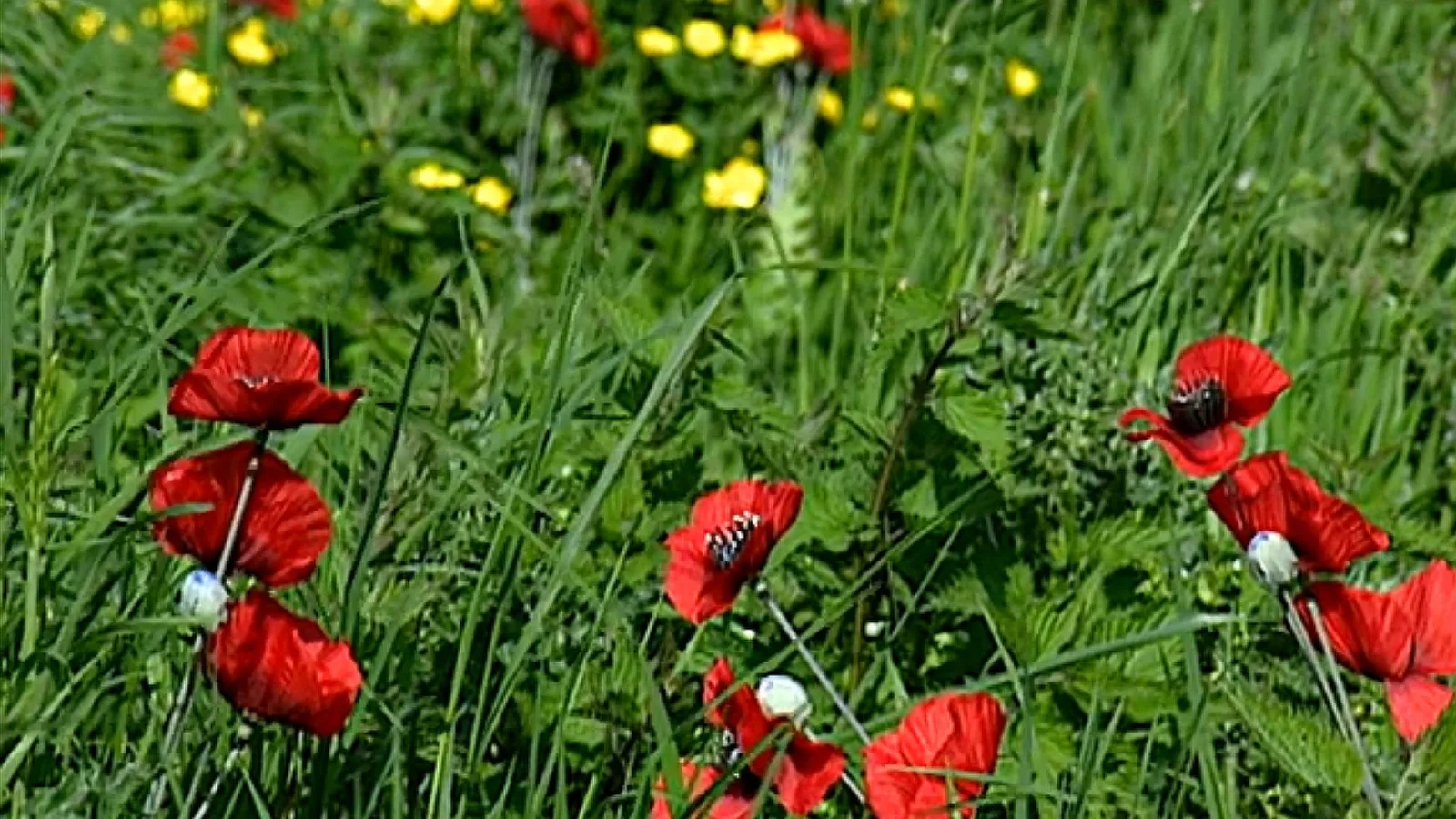 John McCrae's War: In Flanders Fields