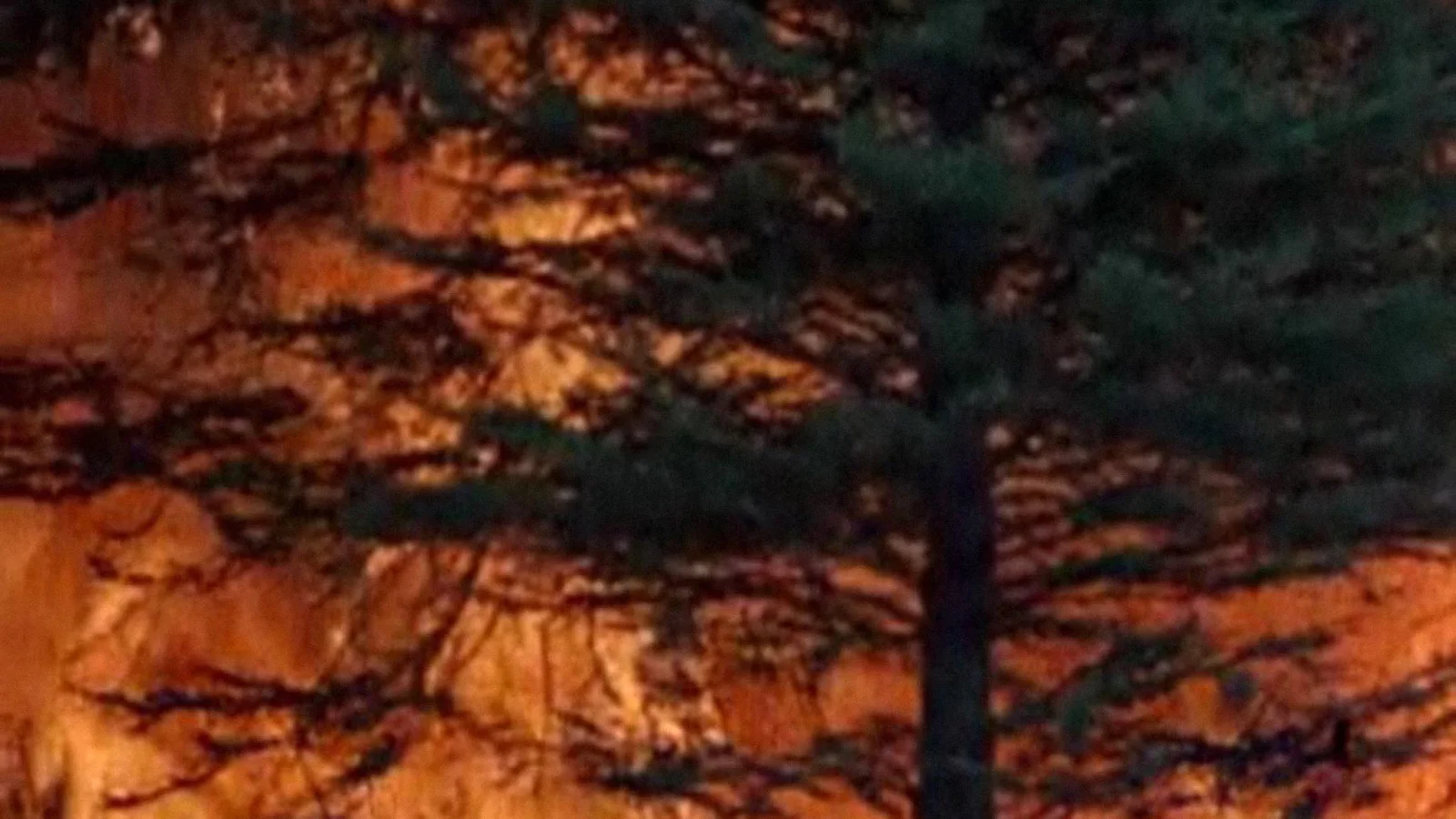 From Ashes to Forest