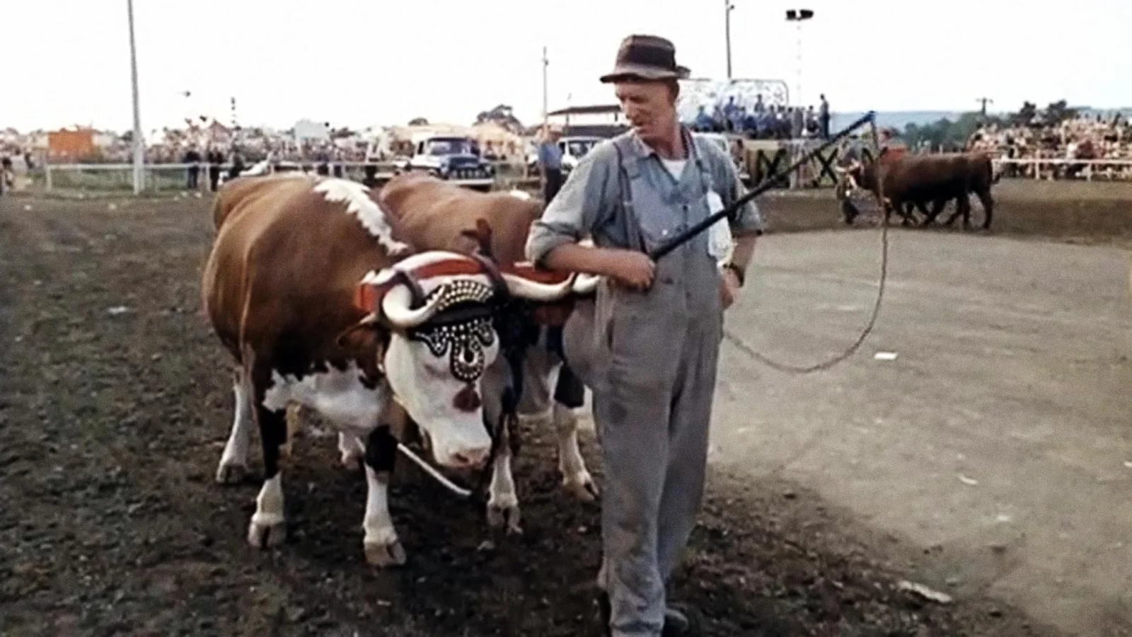Don't Knock the Ox
