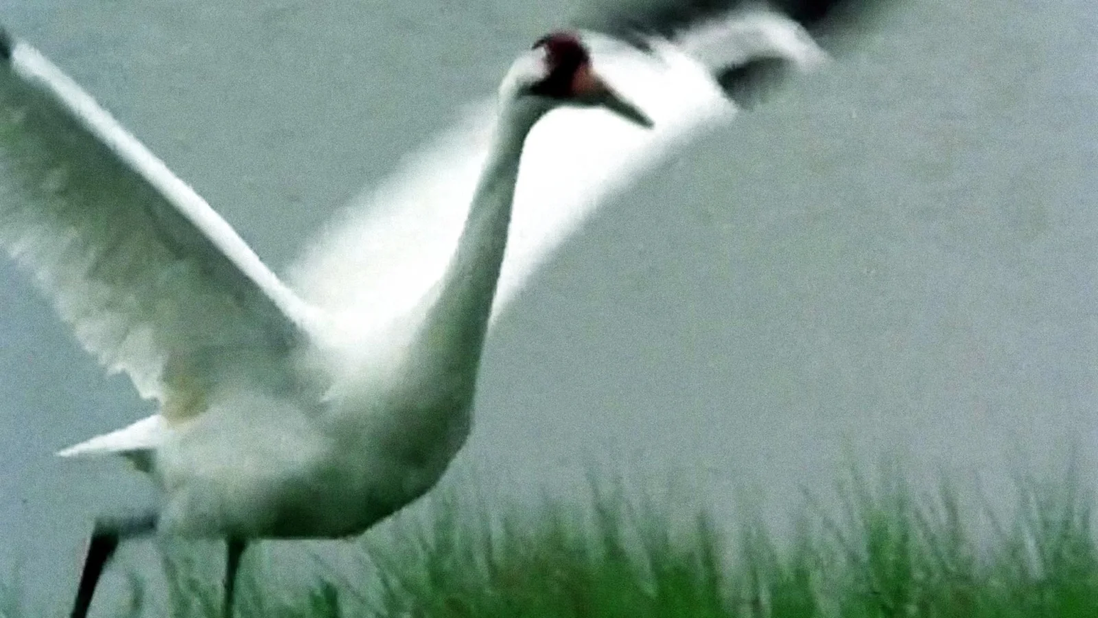 A Great White Bird