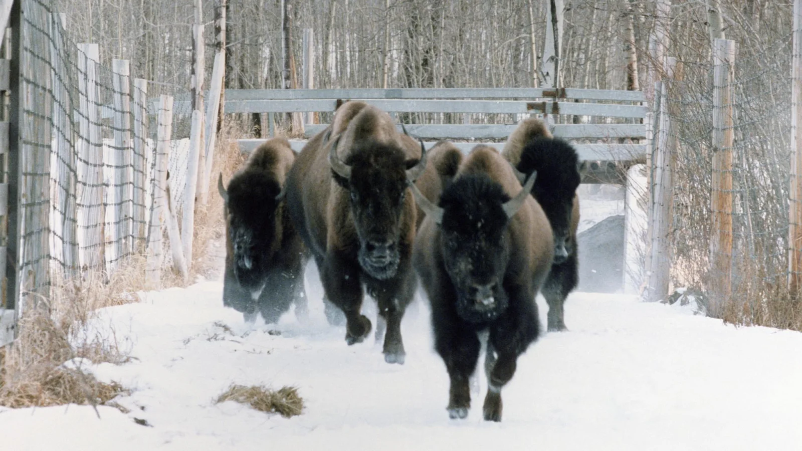 Elk Island