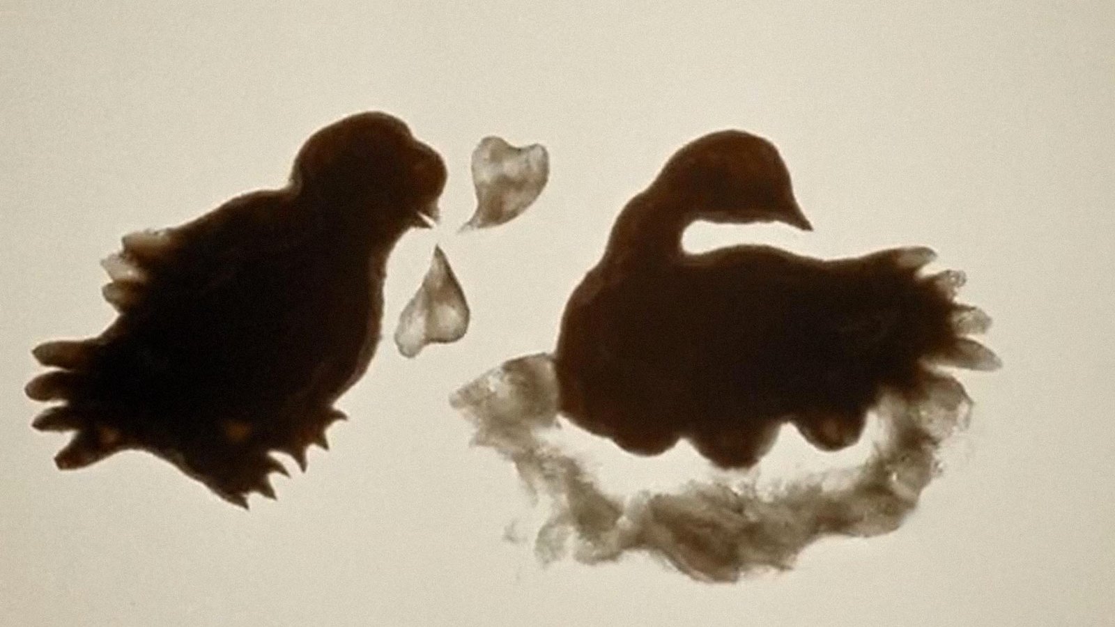 The Owl Who Married a Goose: An Eskimo Legend