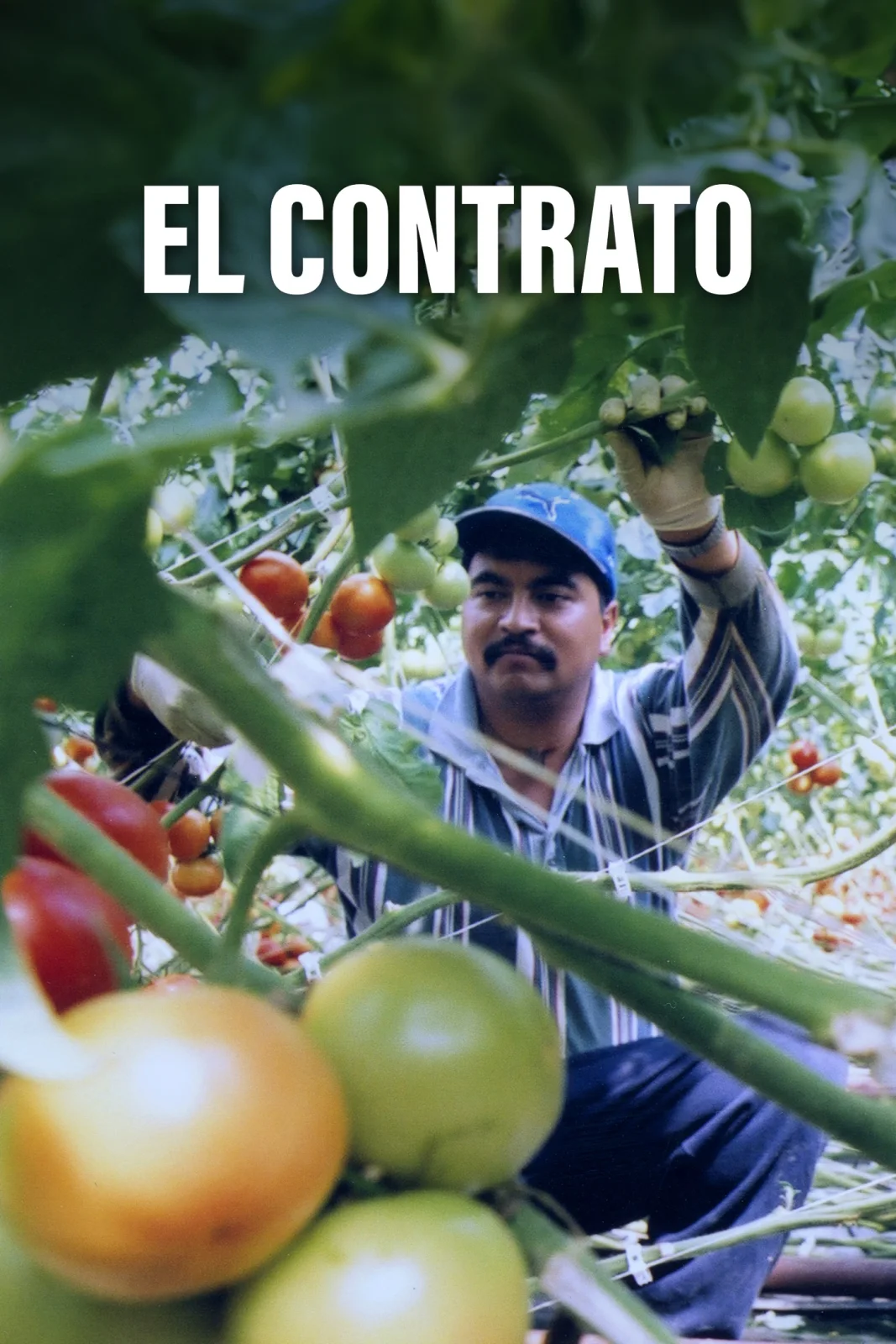 El Contrato
