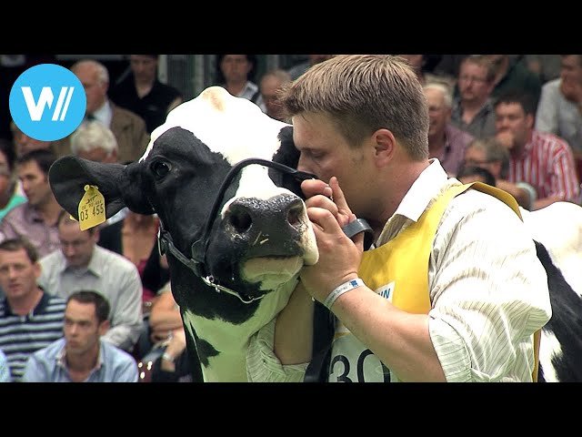 Life of a high-performance cow - Cattle breeding in Germany