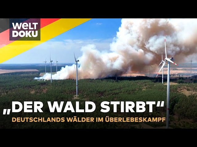 KAMPF GEGEN WALDSTERBEN: Deutschlands Wald stirbt - Neue Baumarten gegen den Klimawandel